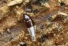 Habrocerus sp.